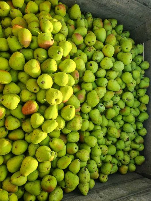 PERE Industrie/ Sucuri 2 LEI / KG