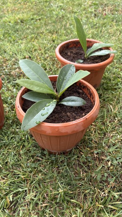 magnolie grandiflora