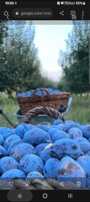 Vând 3 ha livada prun,anul 10,