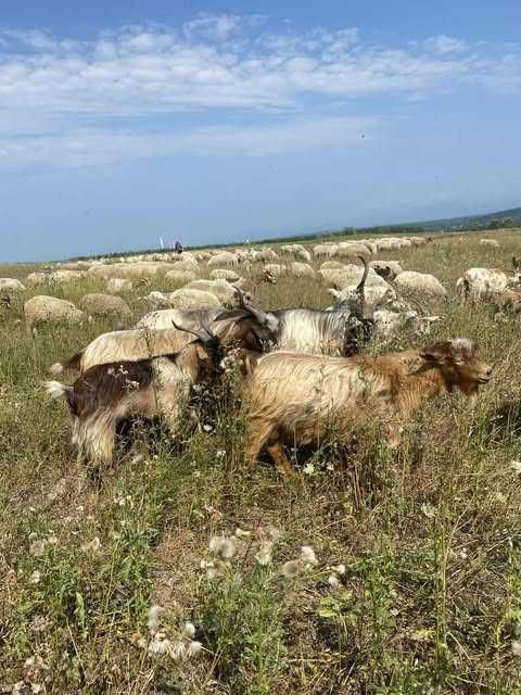 Oi de vânzare – sănătoase, bine îngrijite, preț avantajos