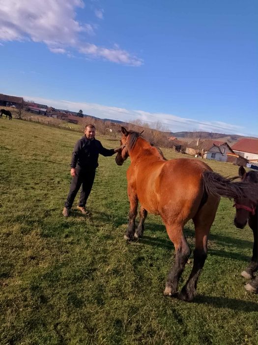 Iapa de vanzare detal in privat