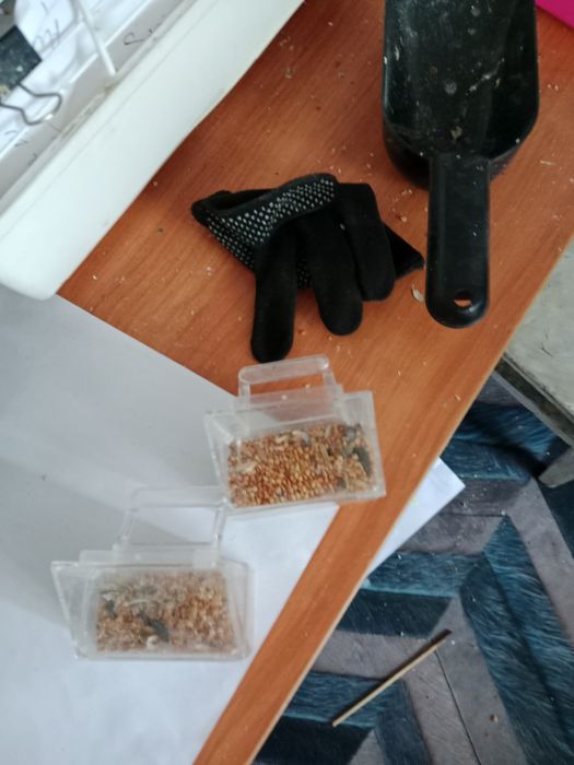 Волнисный Папугая 15штук Клетка