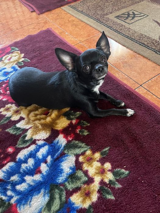 Чихуахуа девочка