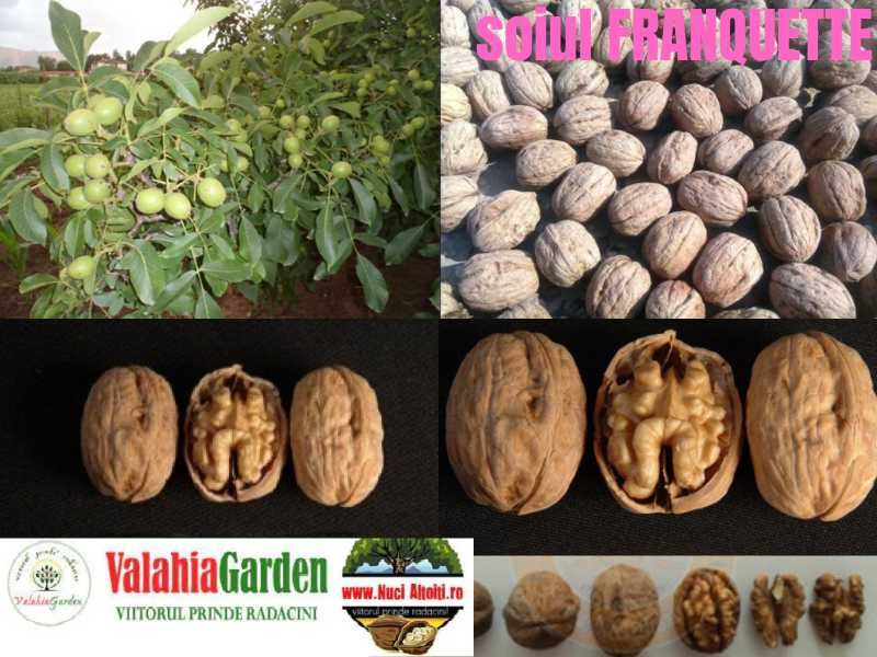 Aronia, Aluni, Kaki, Smochini, Nuci altoiti si Butasi vita de vie