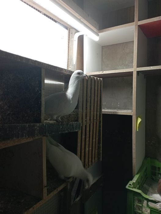 Продам почтовых Бельгийцев спорт