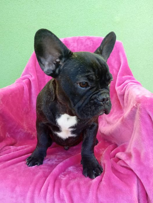 Mascul bulldog francez