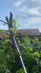 Taiere/Cosmetizare/Fasonare Arbori Ieftin.