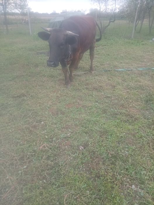 Vând vaca și vitel