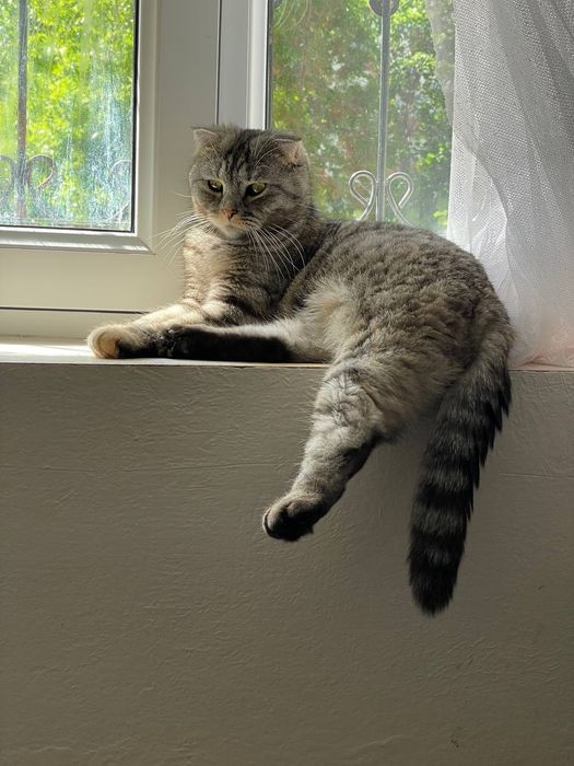 Mushuklar bervoramiz