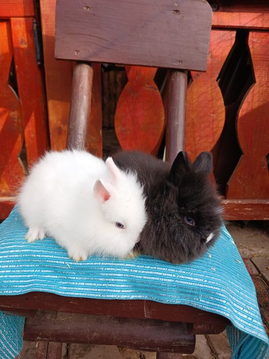 Iepurași Cap de leu cu ochii albaștri