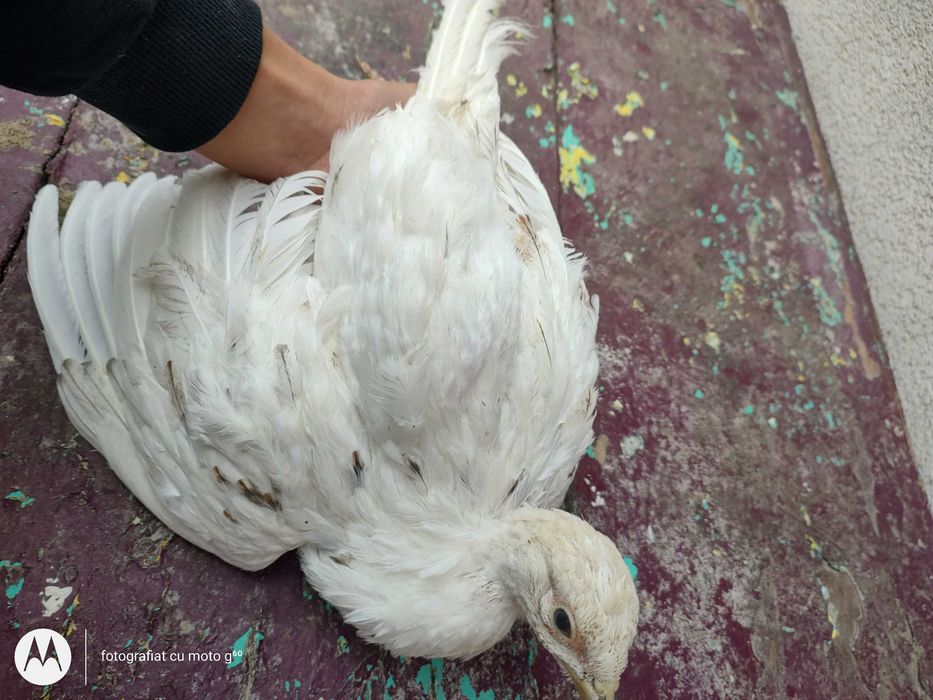 Vând fazan comun alb