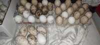 Ouă gâscă Toulouse pt incubat