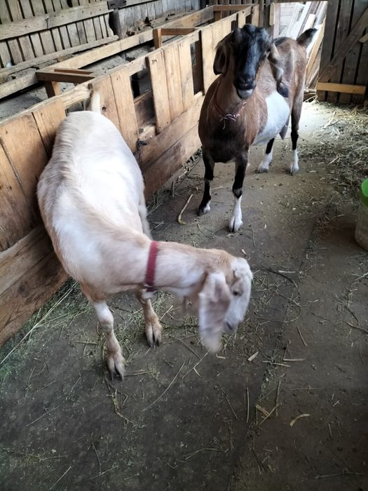 capre rasa anglonubiana