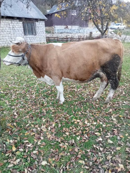 Vând doua vaci din 5