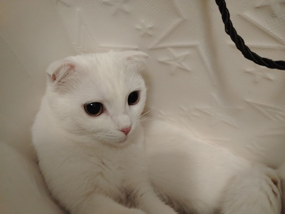 Продаётся кошка скотиш фолд