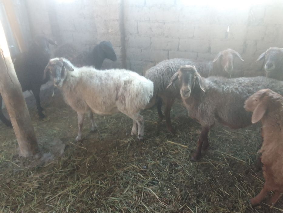 Төрт саулық бір қошқар сатылады