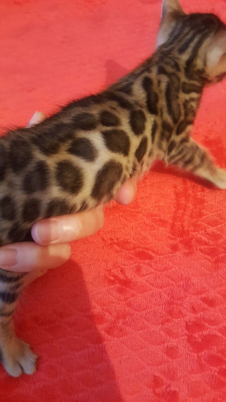 Бенгальский котёнок,это маленький леопард в вашем доме.