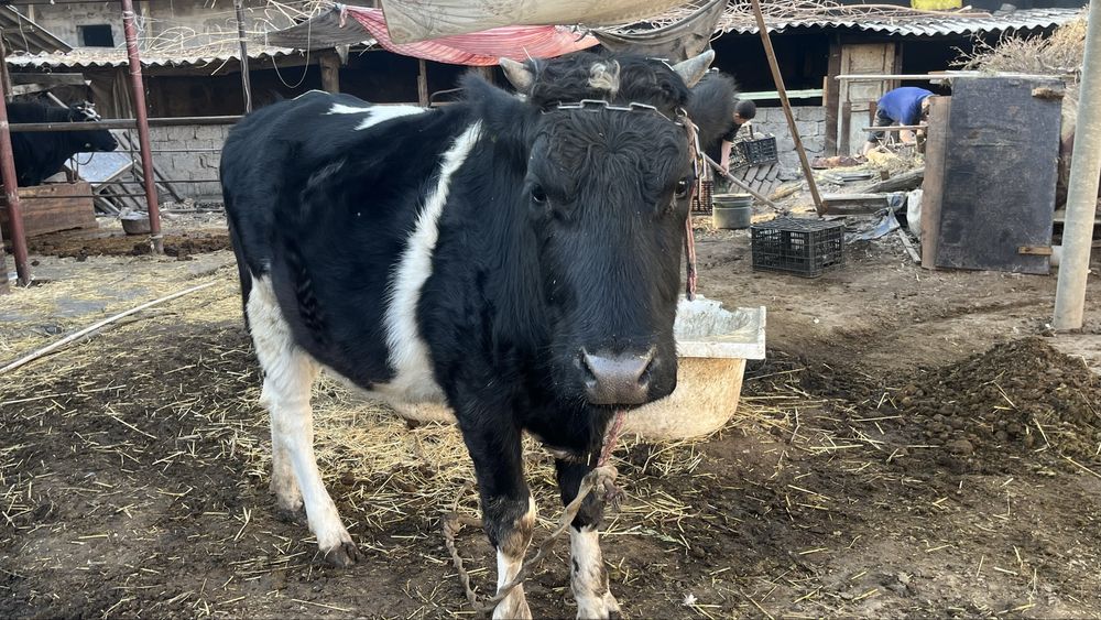 Продаётся молодая корова G’unajin sotiladi yosh