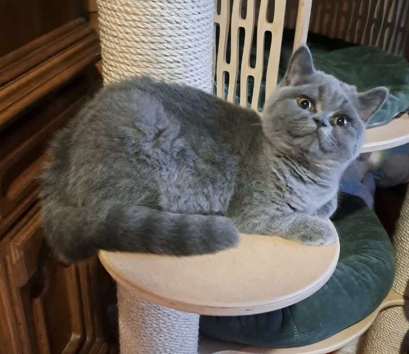 Fetita british shorthair blue cu pedigree