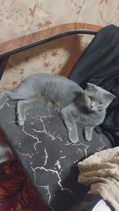 Tez sotiladi Shotlandskiy fold