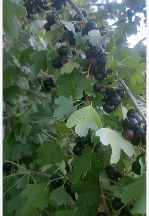 Смородина кучатлари 15 мингдан 1 тупи