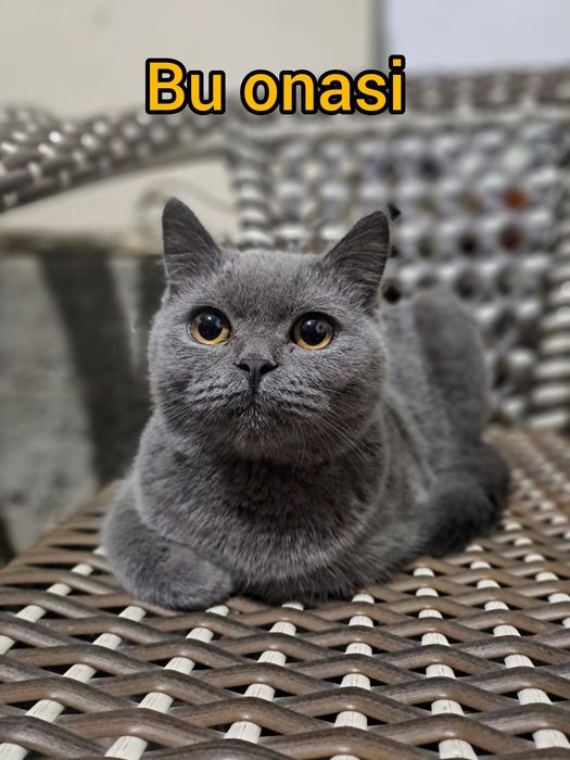 Qora rangli chiroyli mushuk