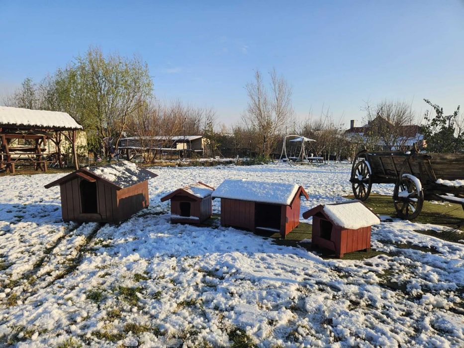 Cusca / casuta pentru caini