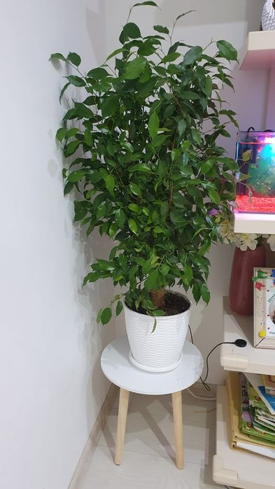 Ficus Benjamina Natasja, in ghiveci