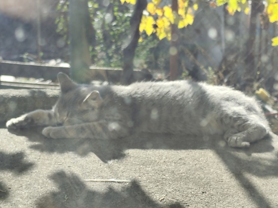 Подарявам малки котенца