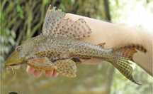 Vând 2 pești acvariu pleco