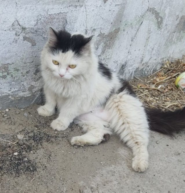 Стерилизованная кошечка !