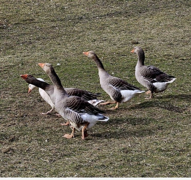 Vând gâște Toulouse