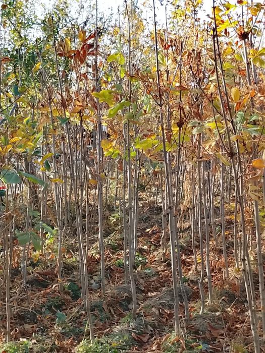 Manzarali Kashtan koʻchatlar