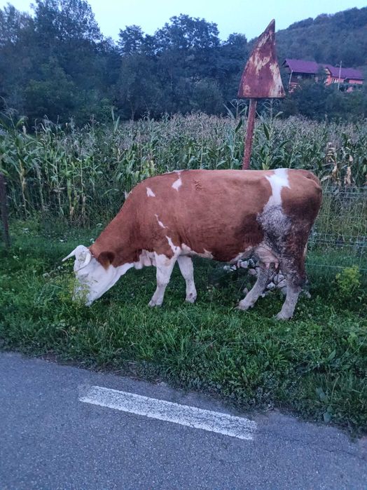 Vând vaca cu lapte