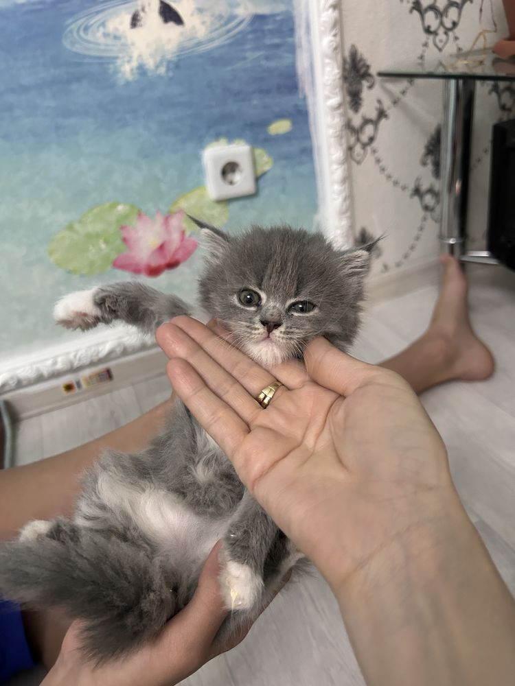 котенок, игривые, красааица девочка