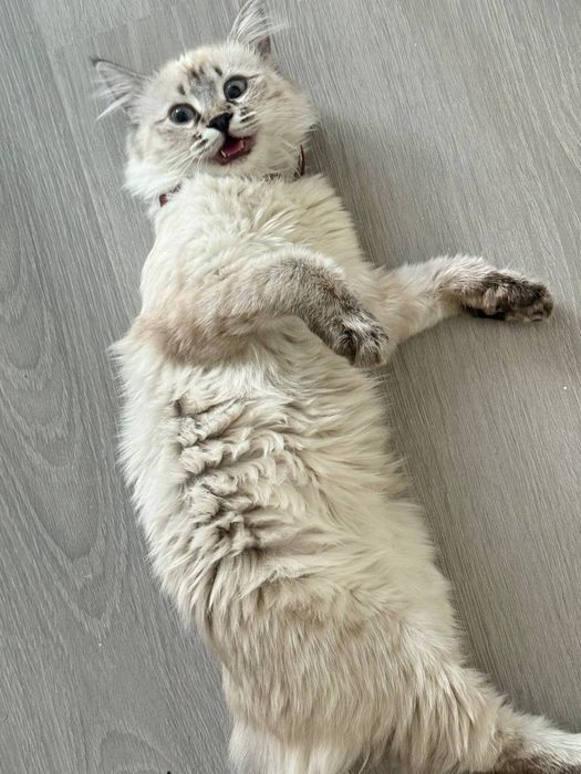Продаётся кошка.