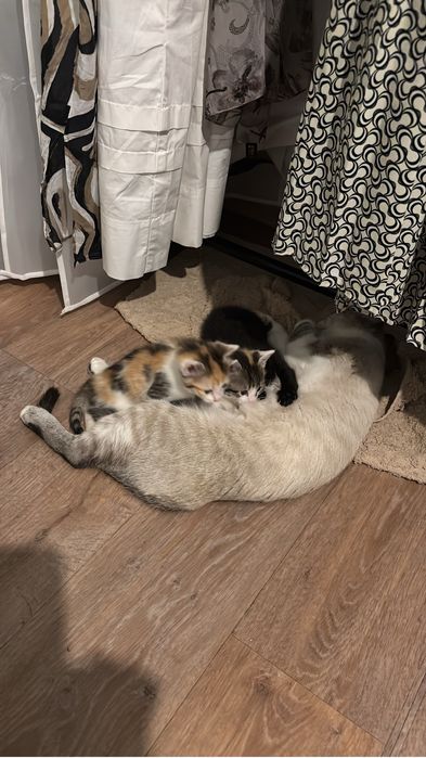 Отдам котят в хорошие руки