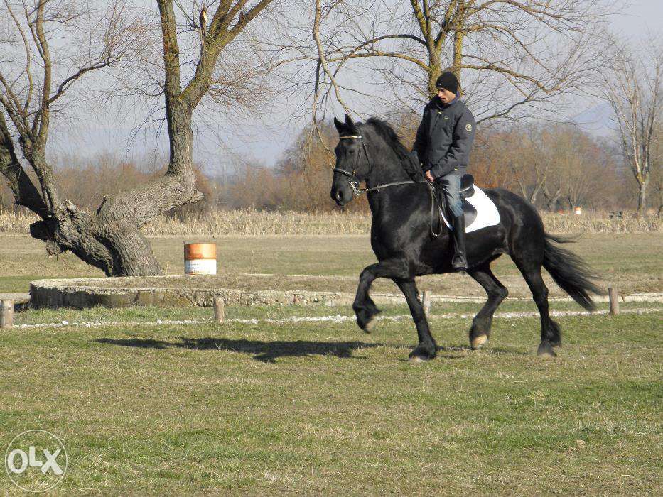 vand iapa friesian top frizian brasov