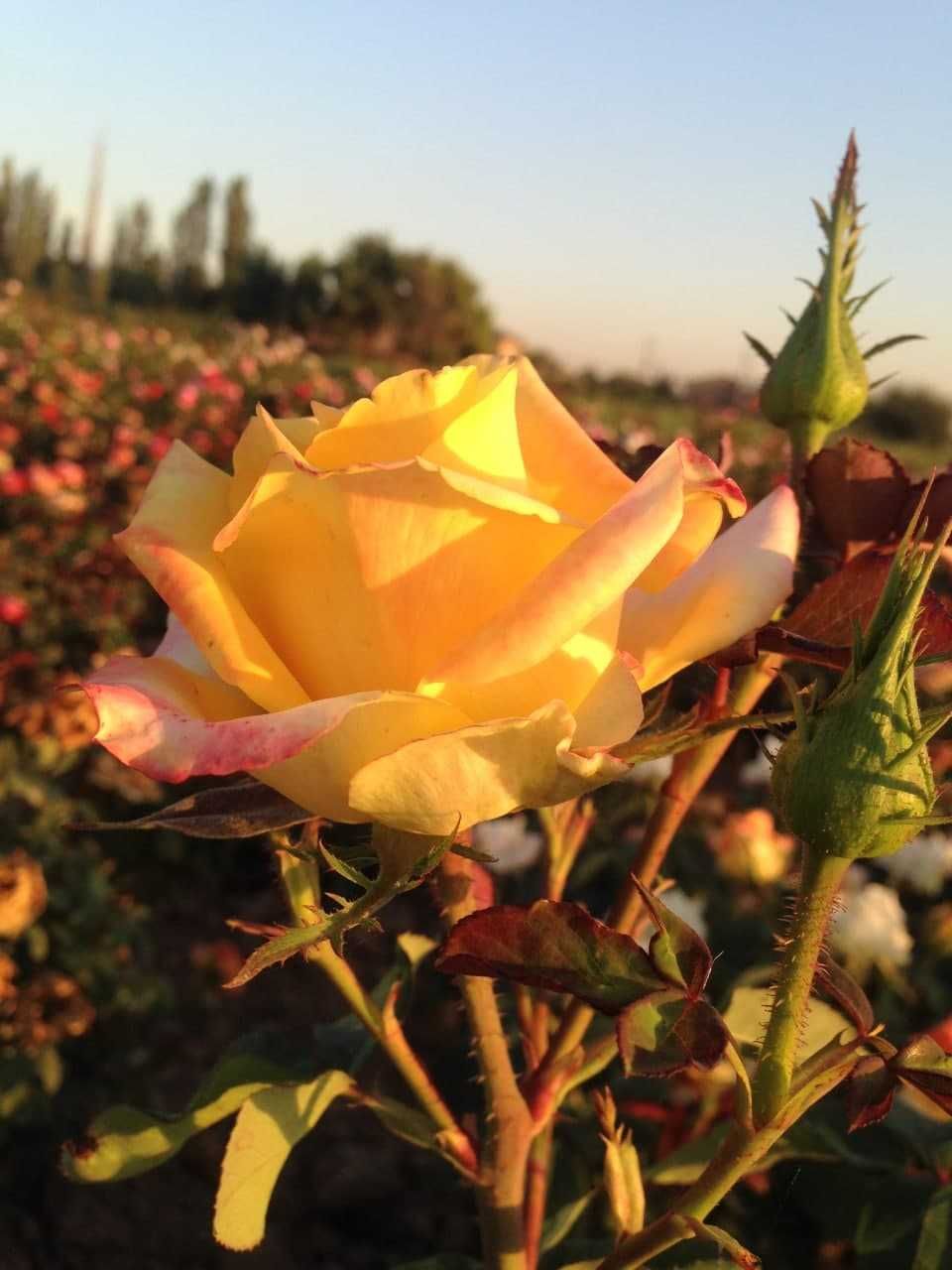 Саженцы Узбекских Роз