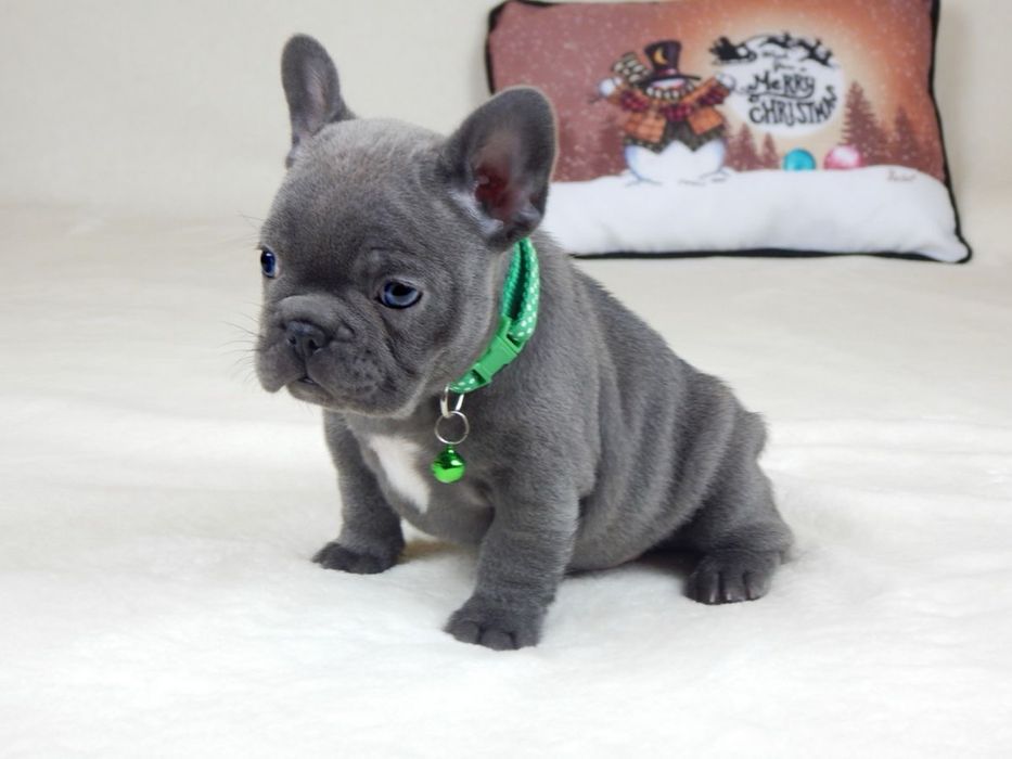 Bulldog francez mascul