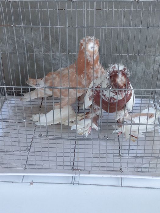Продам разных голубей