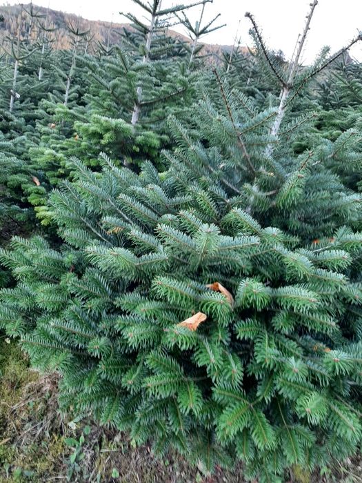 Vând brazi de Craciun sau pentru replantat din pepiniera proprie .