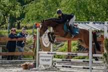 Cal de sport de vanzare -Arad