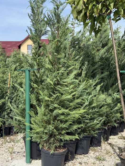 Vand leylandii/leylandii gold calitate extra diferite dimensiuni