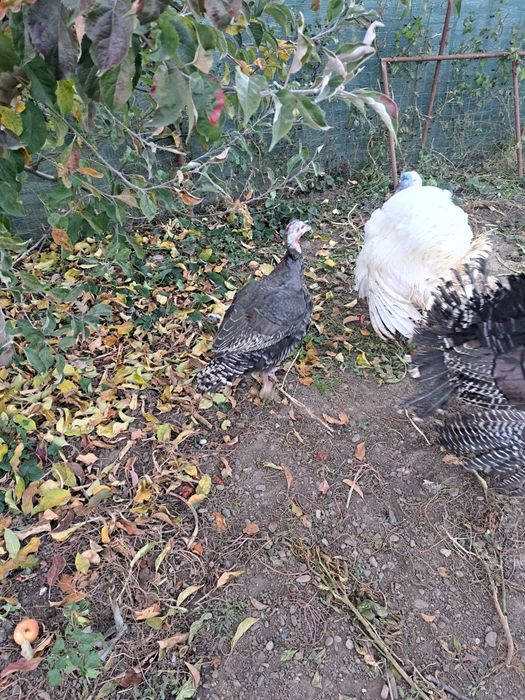 Curcani si curci de carne