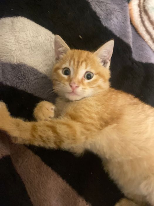 Pisicuț pentru adopți