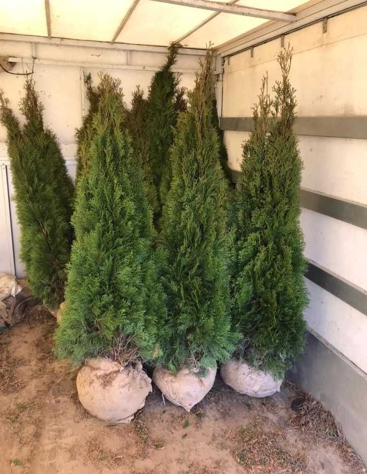 Plante decorative pentru un peisaj elegant și rafinat