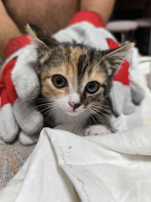 Котенок девочка Нюша. 3 месяца.