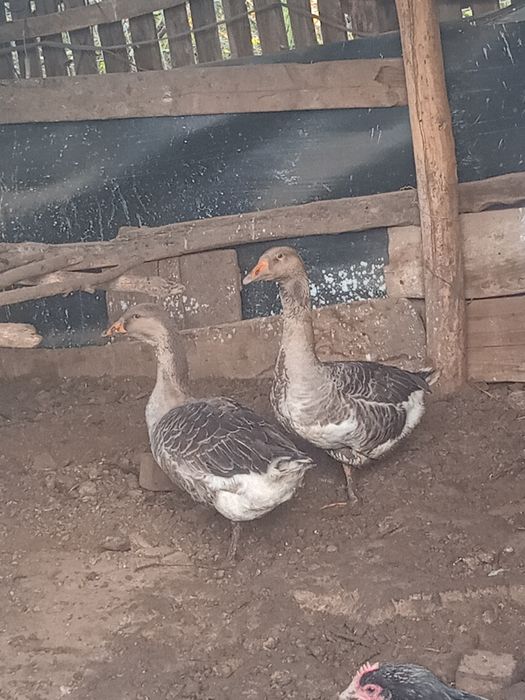 Gâște pereche cauta  casa noua