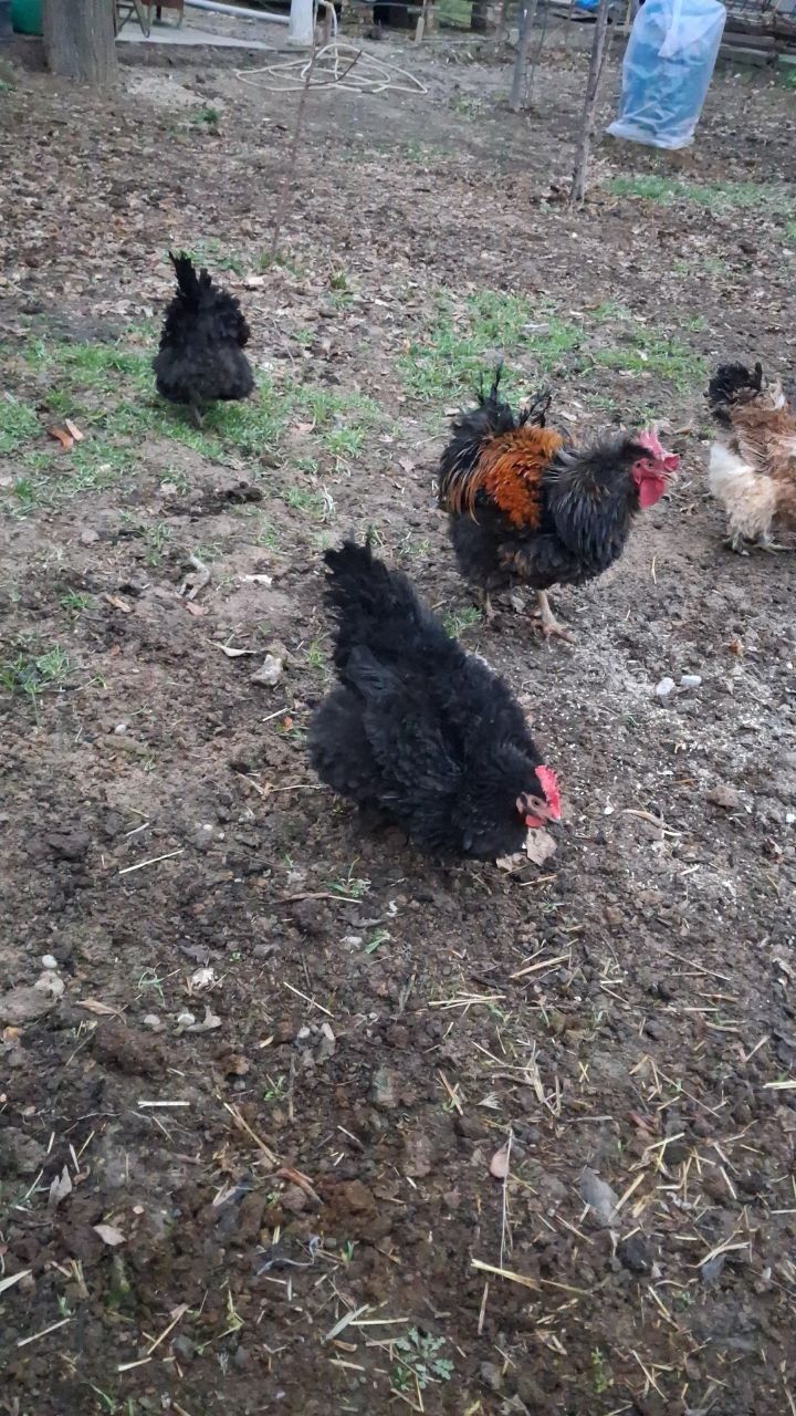 Parodali Xoroz tovuqlar sotiladi